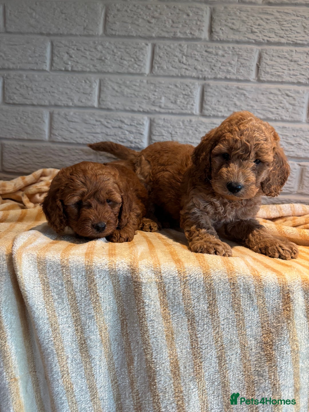 Cockapoo dogs for sale: Cockapoos Toy pra clear  - Image 2