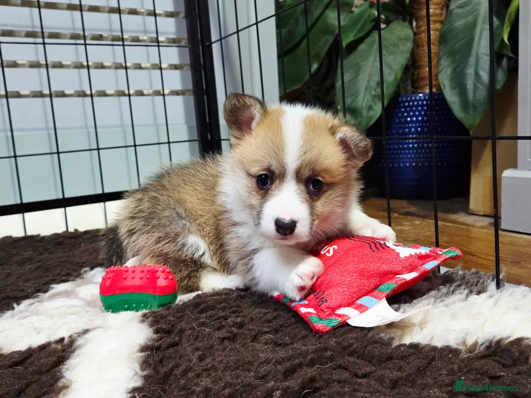 Welsh Corgi Pembroke dogs for sale: Stunning KC Registered Girl Dove Available.  - Advert 18