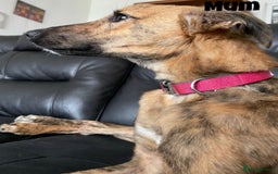 Mixed Breed dogs for sale: Puppies For Sale!  - Image 12