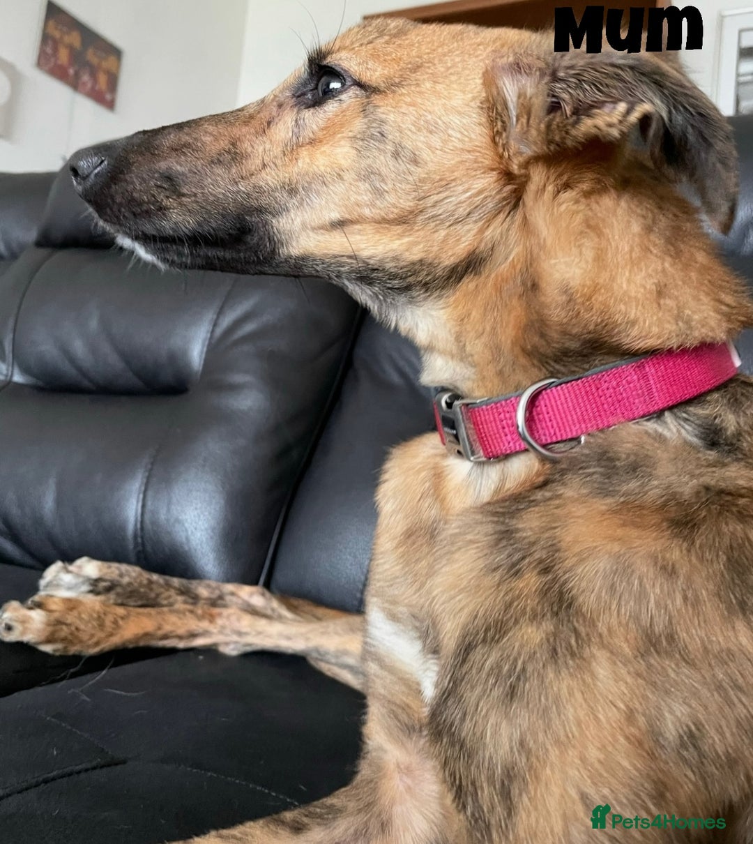 Mixed Breed dogs for sale: Puppies For Sale!  - Image 12