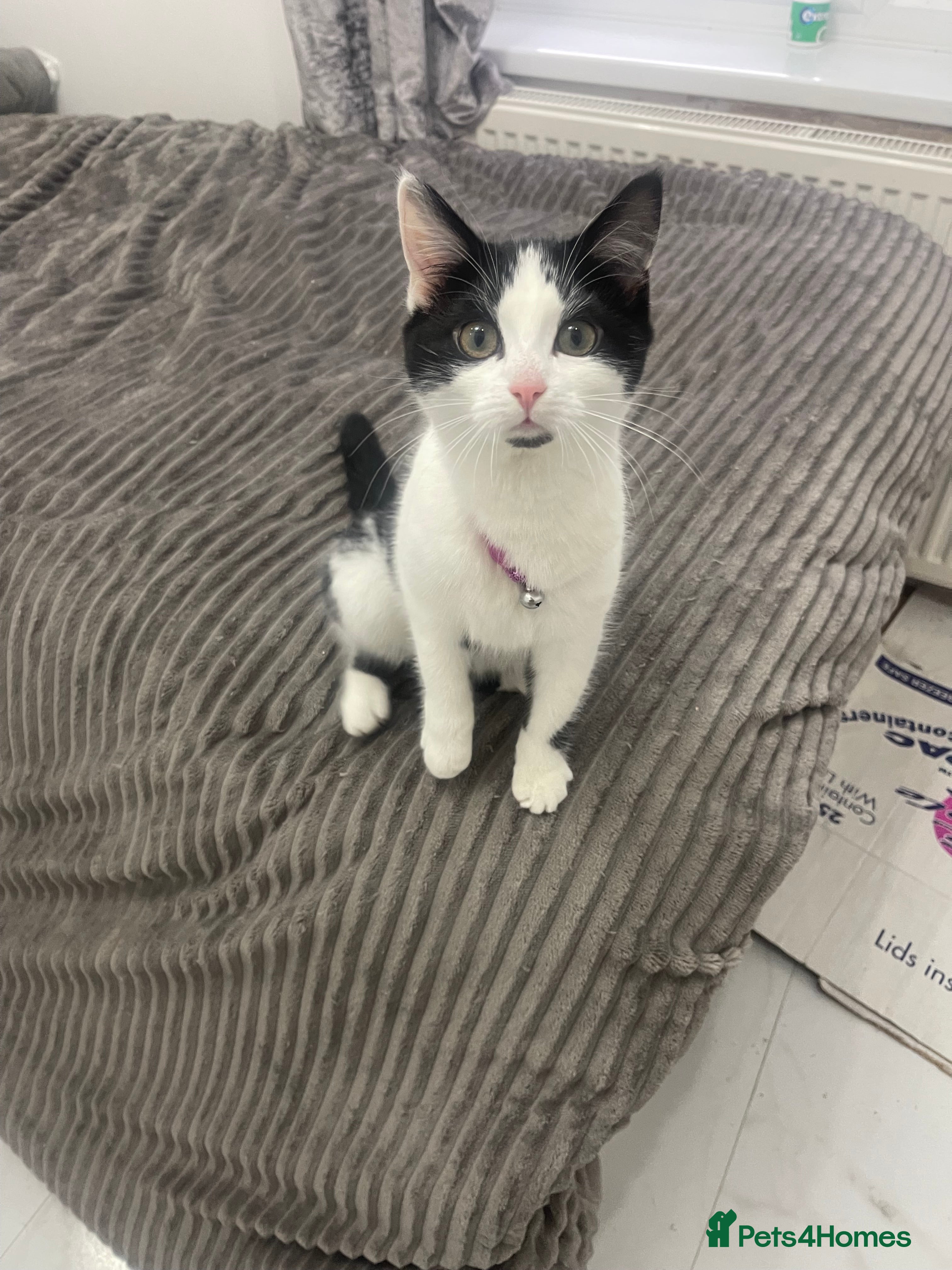 Asian cats Kitten - Advert 4