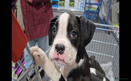 Boxer dogs for sale: READY NOW Kc reg sealed brindle fully vac  - Image 10
