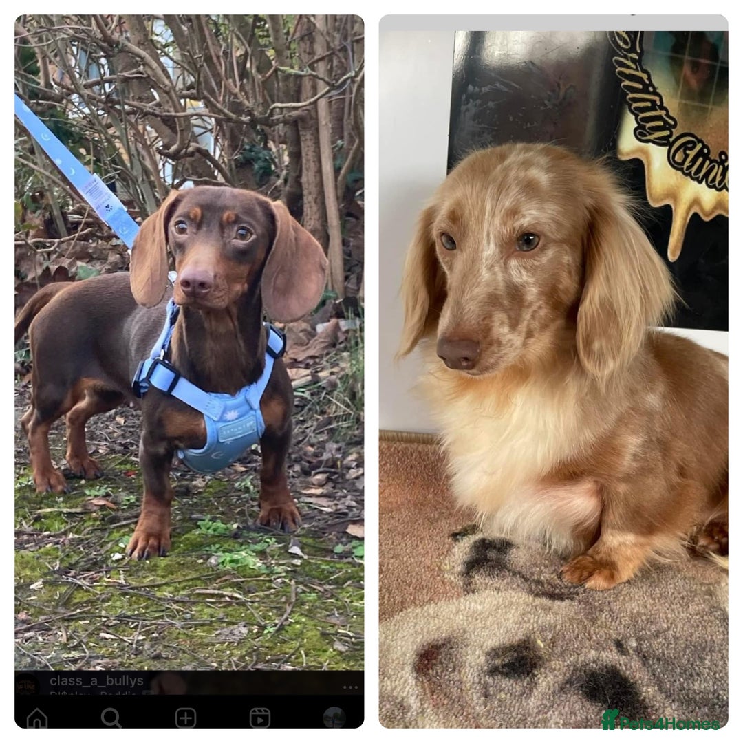 Miniature Dachshund dogs for sale: Miniature Dachshund  - Advert 10