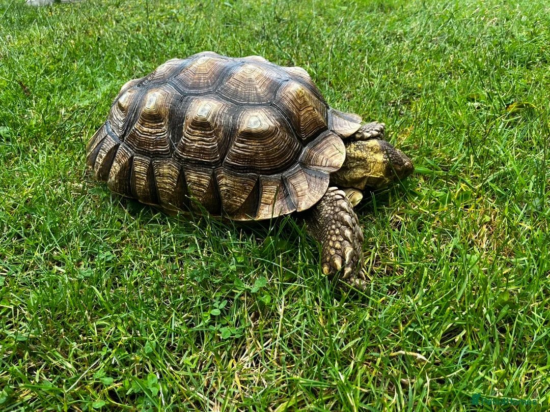 Tortoise reptiles for sale: Male sulcata  - Advert 1