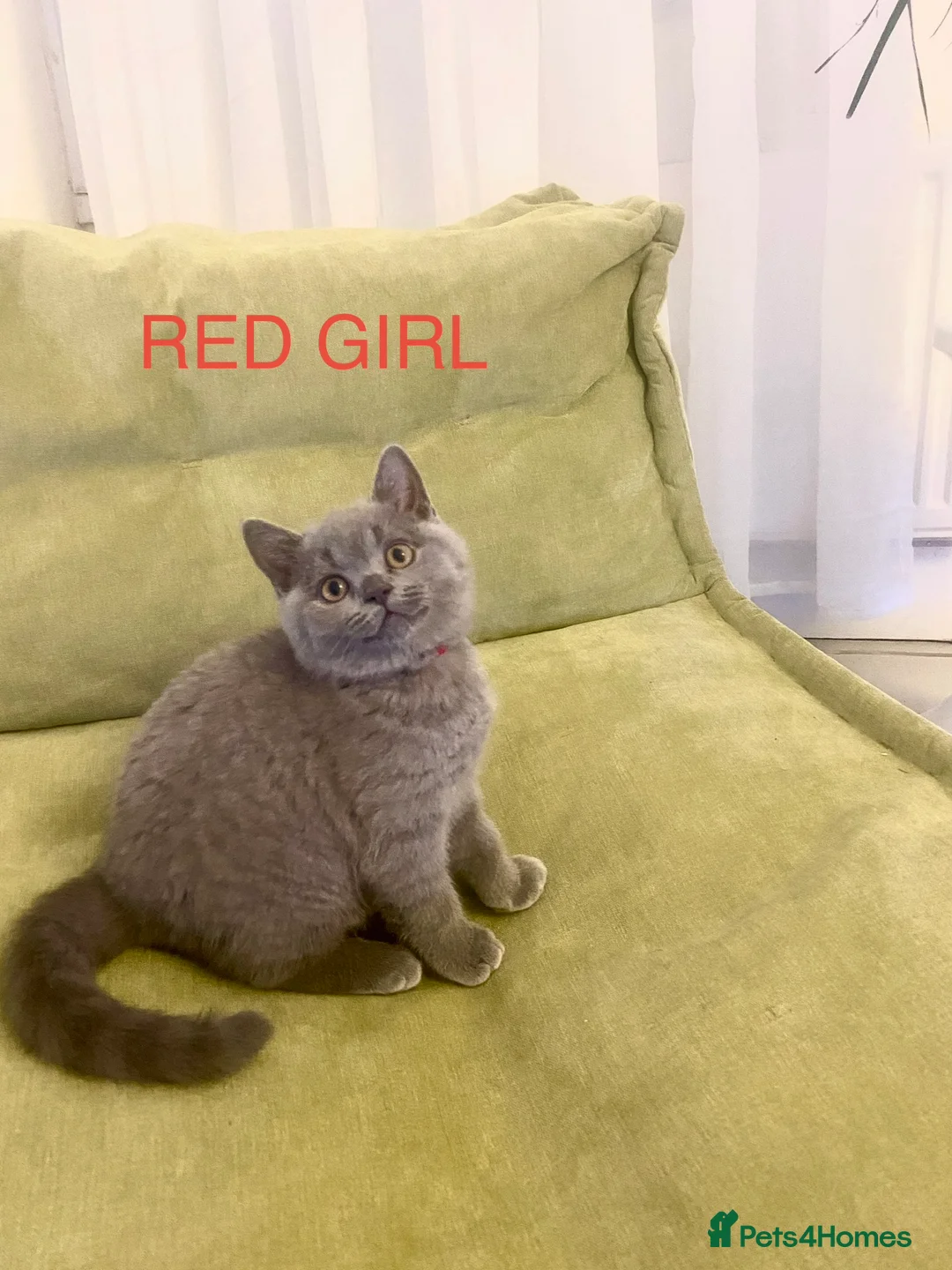 British Shorthair cats for sale: GCCF registered British shorthair kittens  - Advert 16