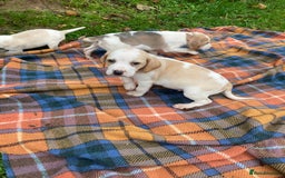 Beagle dogs for sale: Pure bred beagle puppies  - Image 3
