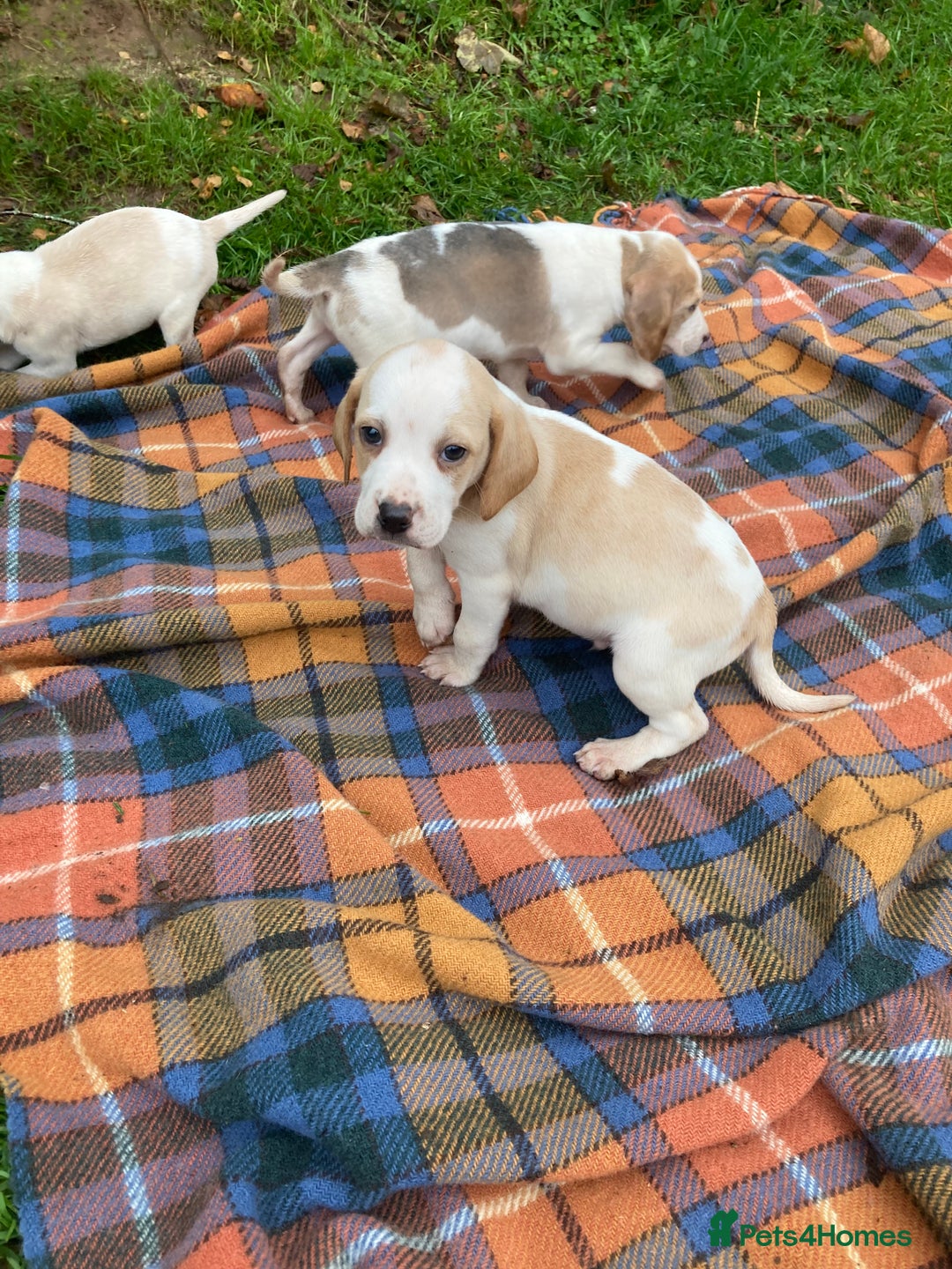 Beagle dogs for sale: Pure bred beagle puppies  - Image 3