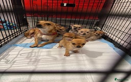Chihuahua dogs for sale: Chihuahua pups - Image 1