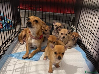 Chihuahua dogs for sale - Advert 1