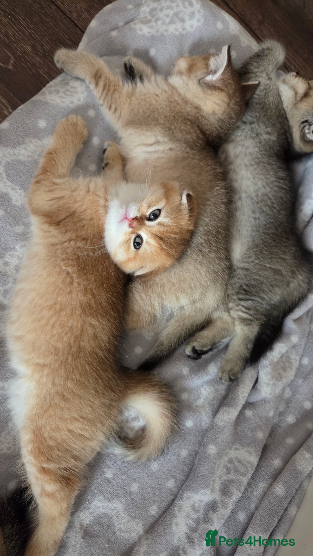 Scottish Fold cats for sale: Pure Scottish fold / straight kittens  - Image 2