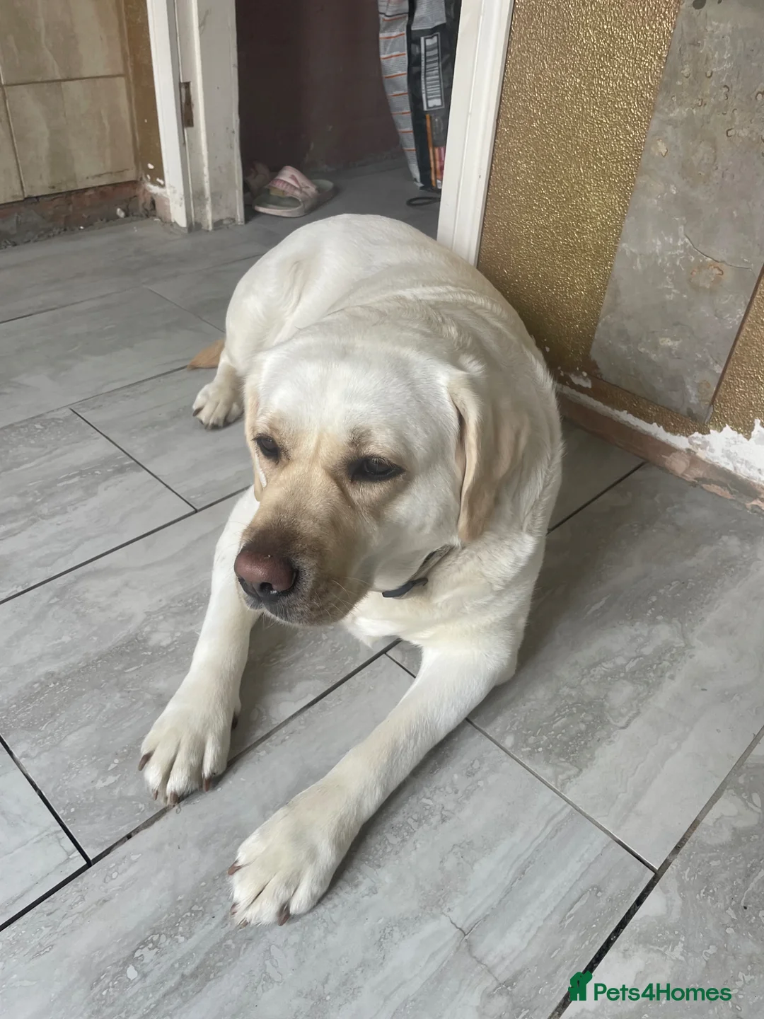 Labrador Retriever dogs for stud: Looking stud in Hull - Advert 2
