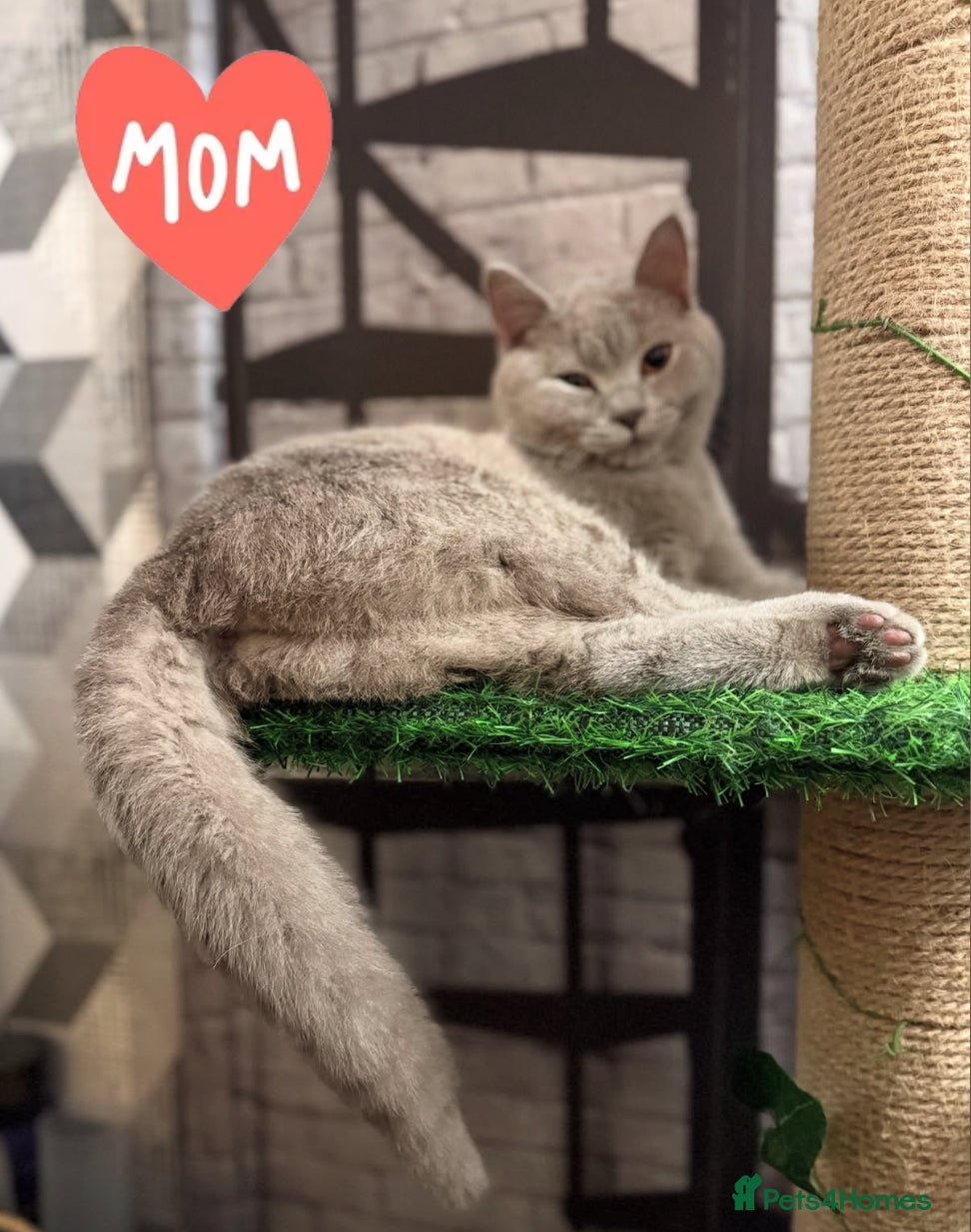 British Shorthair cats British Shorthair Kittens Champion Line 😻🥇🏆 - Advert 2