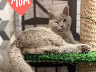 British Shorthair cats British Shorthair Kittens Champion Line 😻🥇🏆 - Advert 2