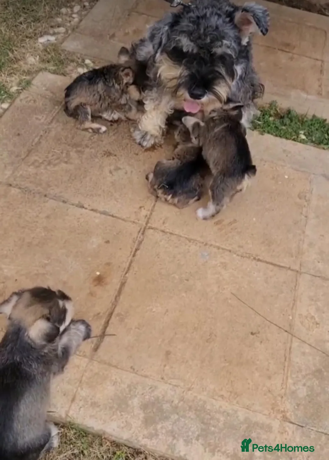 Miniature Schnauzer dogs for sale: Beautiful Pure Miniature schnauzer Family Raised - Advert 1