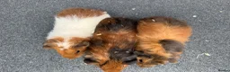 Guinea Pig rodents for sale: Gorgeous Baby Male Guinea Pgs  - Advert 2