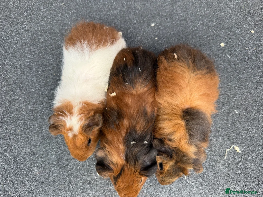 Guinea Pig rodents for sale: Gorgeous Baby Male Guinea Pgs  - Advert 2