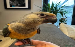 Parrots birds for sale: Baby Hand Reared African Red Bellied Parrot - Image 3