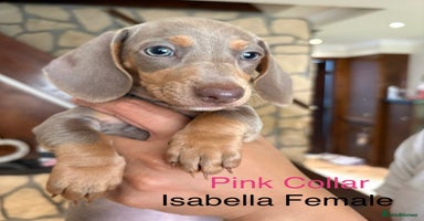 Miniature Dachshund dogs - Advert 3