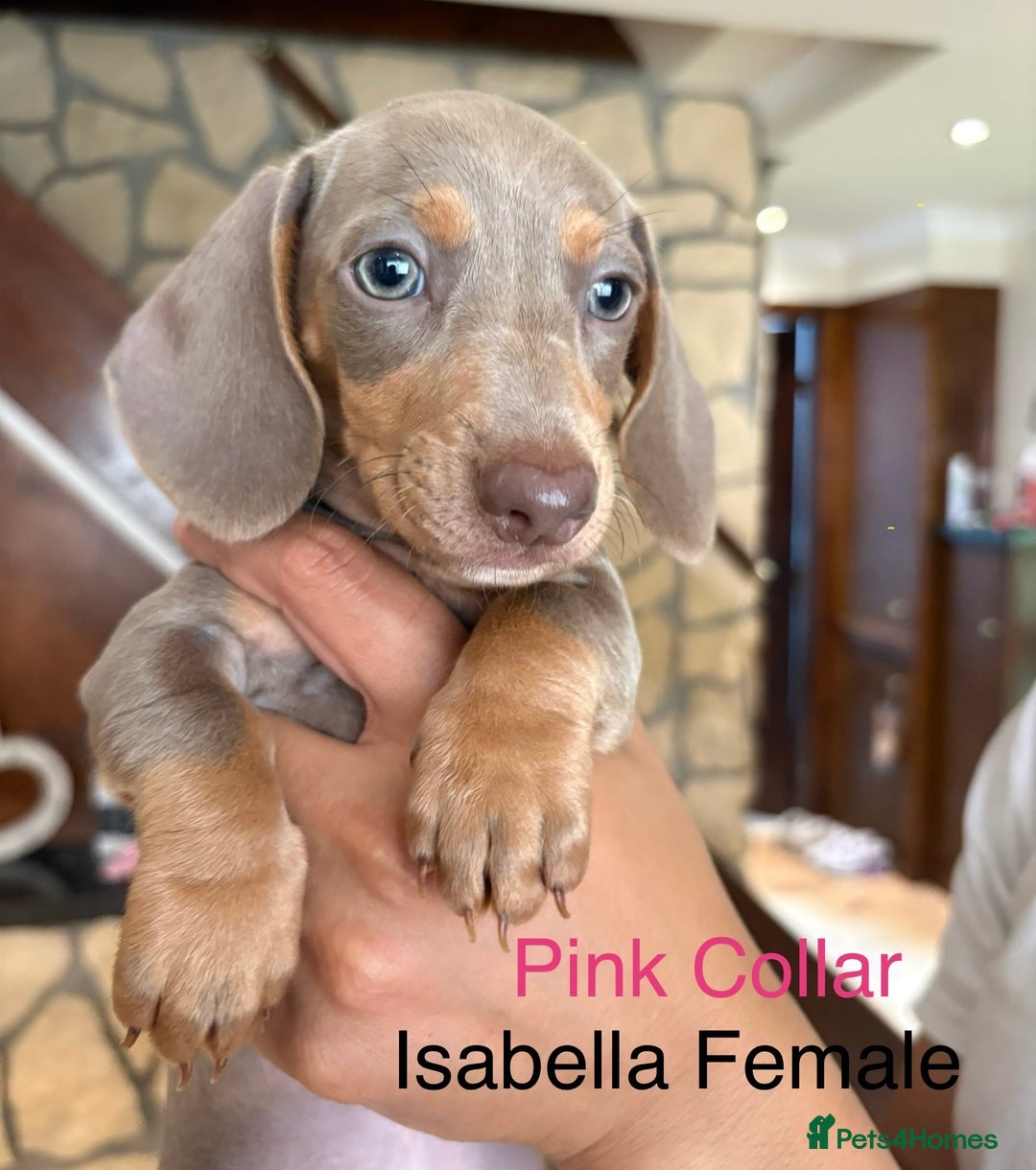 Miniature Dachshund dogs for sale: ✨READY TO LEAVE✨Miniature Dachshund Pups💕  - Image 5