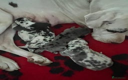 Great Dane dogs for sale: Purebred Great Dane Puppies – European Bloodline  - Image 10