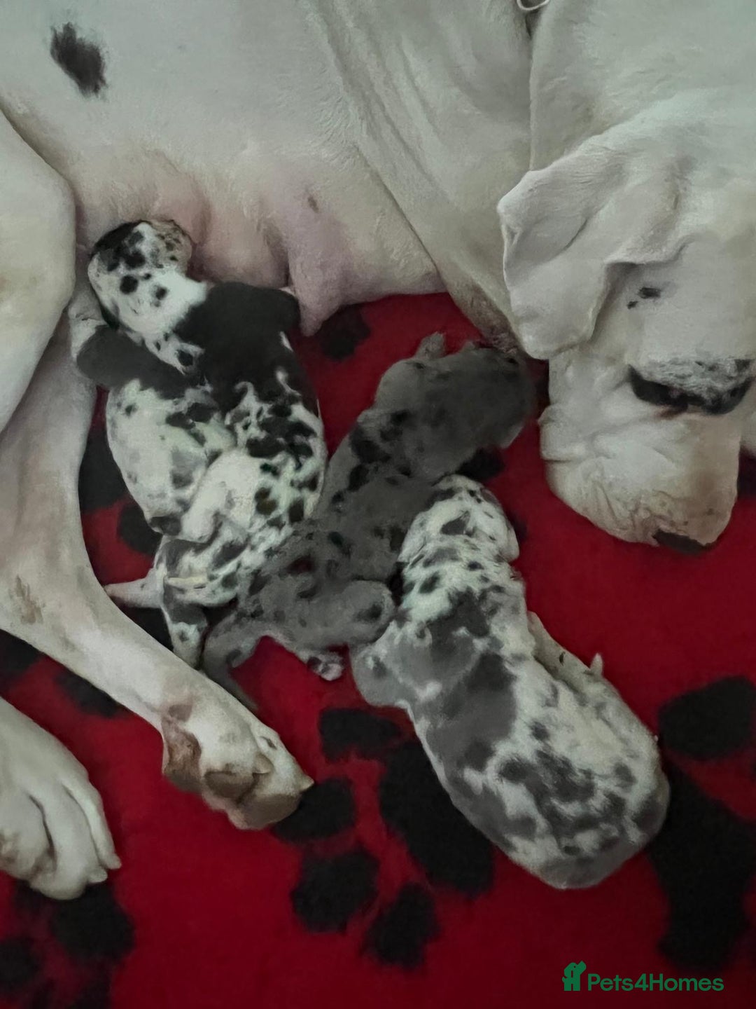 Great Dane dogs for sale: Purebred Great Dane Puppies – European Bloodline  - Image 10