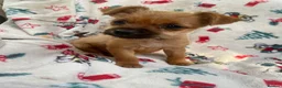 Mixed Breed dogs for sale: Jack Russell/ Yorkshire terrier puppy’s  in Pontypool - Advert 28