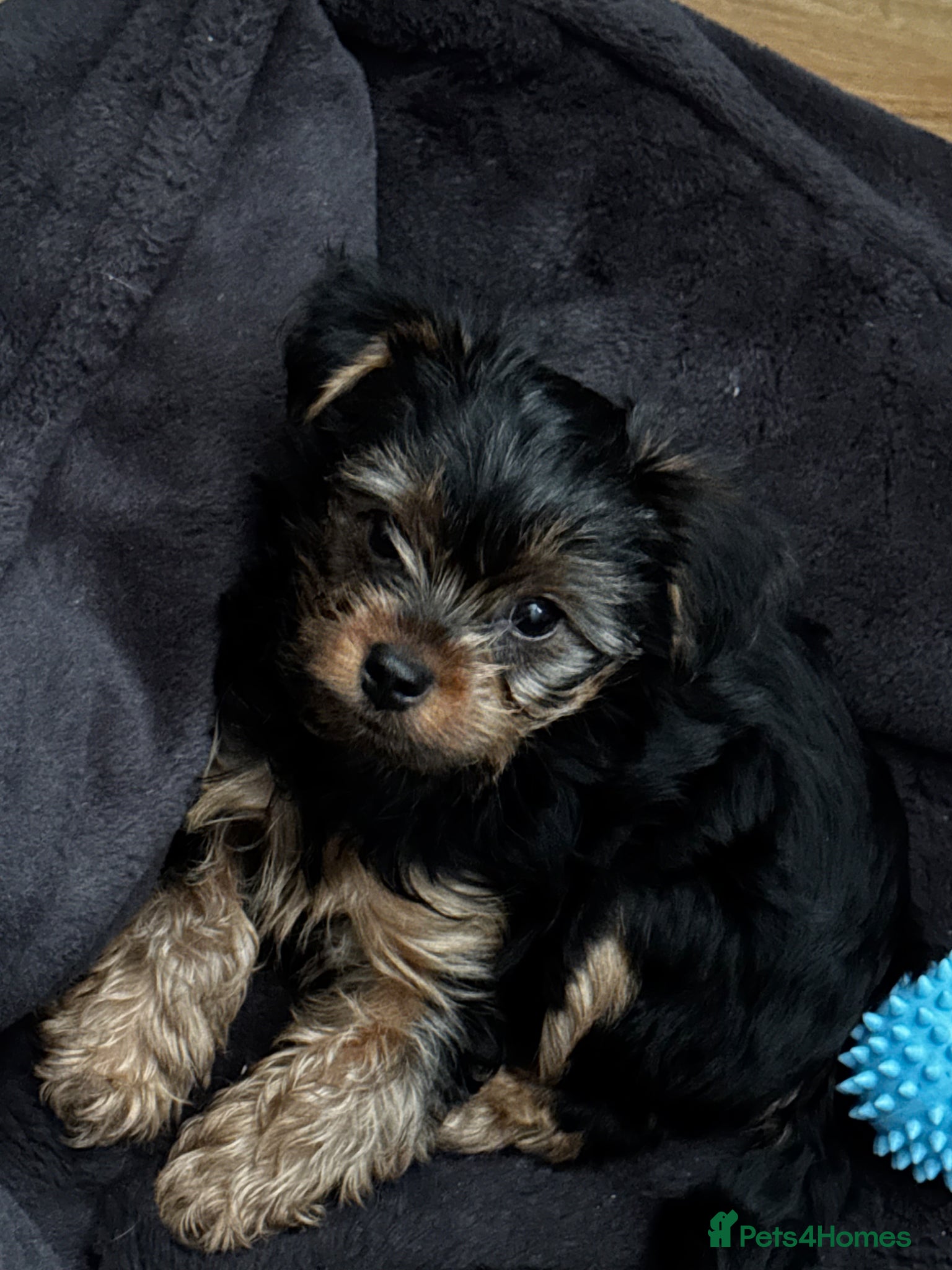 Yorkshire Terrier dogs Tiny Yorkshire Terrier Boy – Last Puppy Available - Advert 16