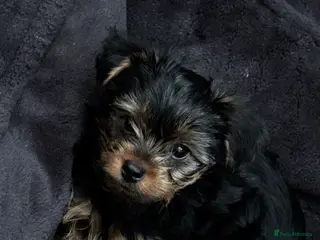 Yorkshire Terrier dogs Tiny Yorkshire Terrier Boy – Last Puppy Available - Advert 16