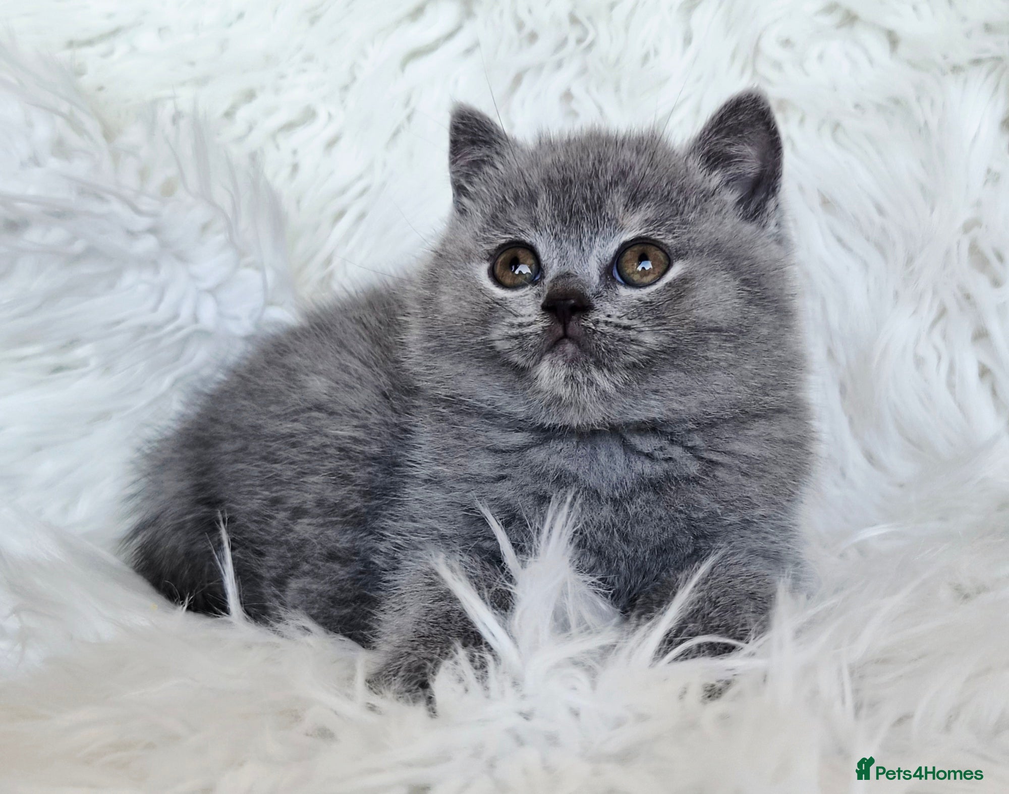 British Shorthair cats Stunning British shorthair kittens  - Advert 14