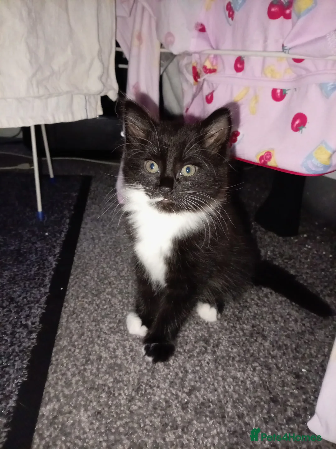 Mixed Breed cats for sale: Three Tuxedo kittens in Manchester - Advert 4