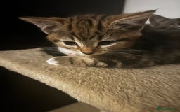 Domestic Shorthair cats for sale: Two gorgeous male kittens £100 each both £150 - Advert 2