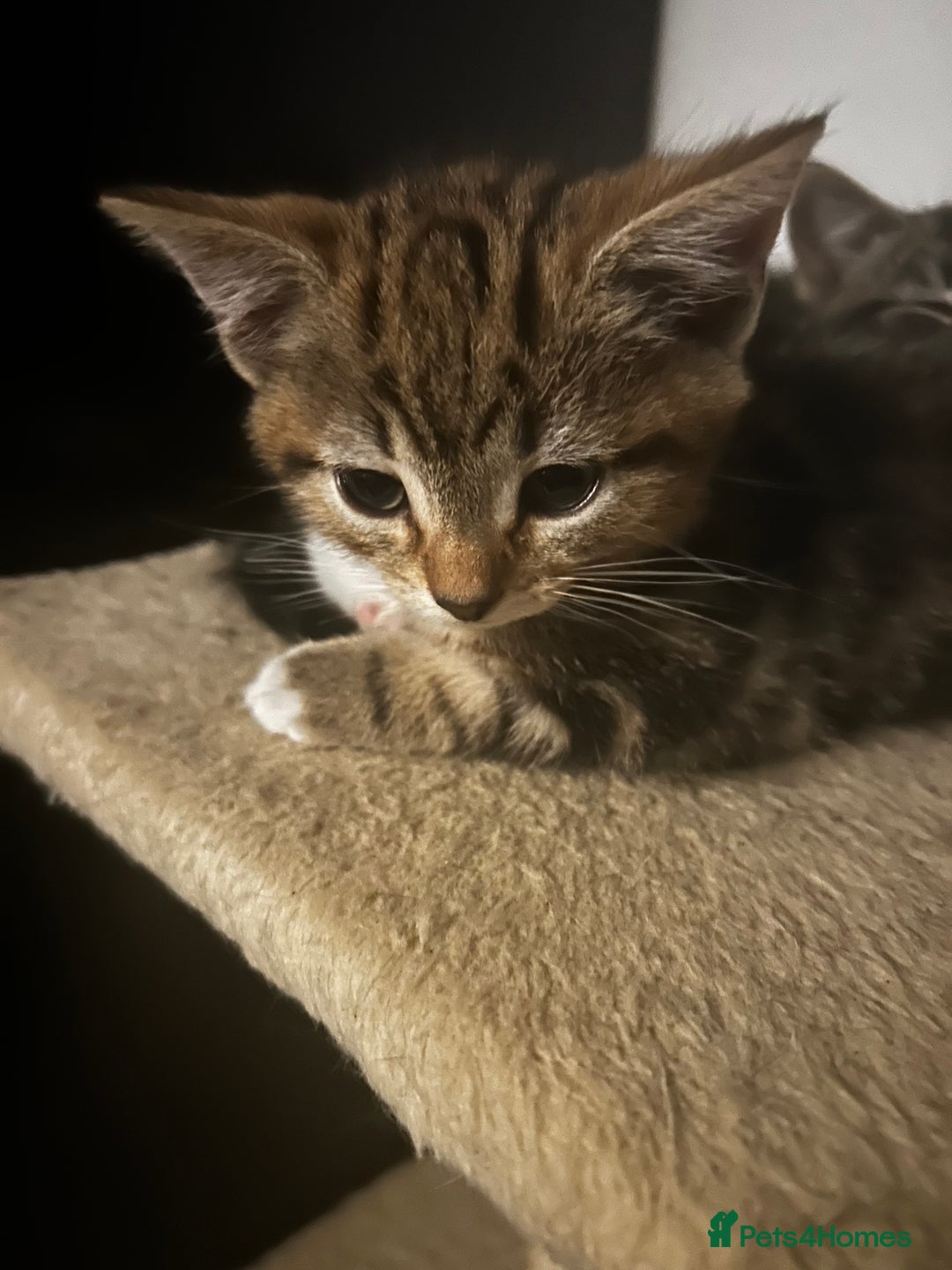 Domestic Shorthair cats for sale: Two gorgeous male kittens £100 each both £150 - Advert 2