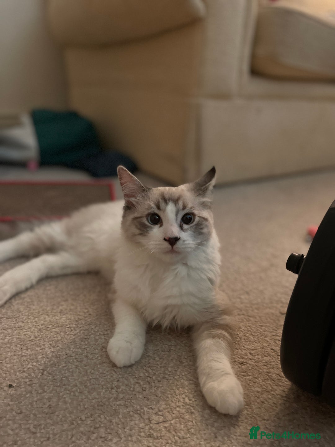 Ragdoll cats for sale: Pedigree Ragdoll kitten - Image 3