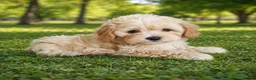 Maltipoo dogs for sale: 🐶Amazing Asian Maltipo puppies  - Advert 5