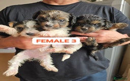 Mixed Breed dogs for sale: FOR SALE (YORKSHIRE TERRIER) - Image 2