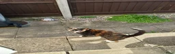 Mixed Breed cats for sale: Sister cats for sale - Advert 4