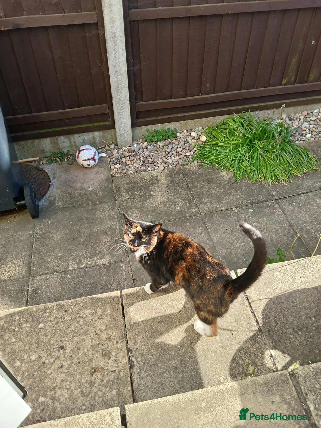 Mixed Breed cats for sale: Sister cats for sale - Advert 4