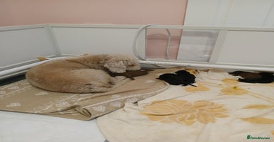 Bedlington Terrier dogs in Beauly - Advert 4
