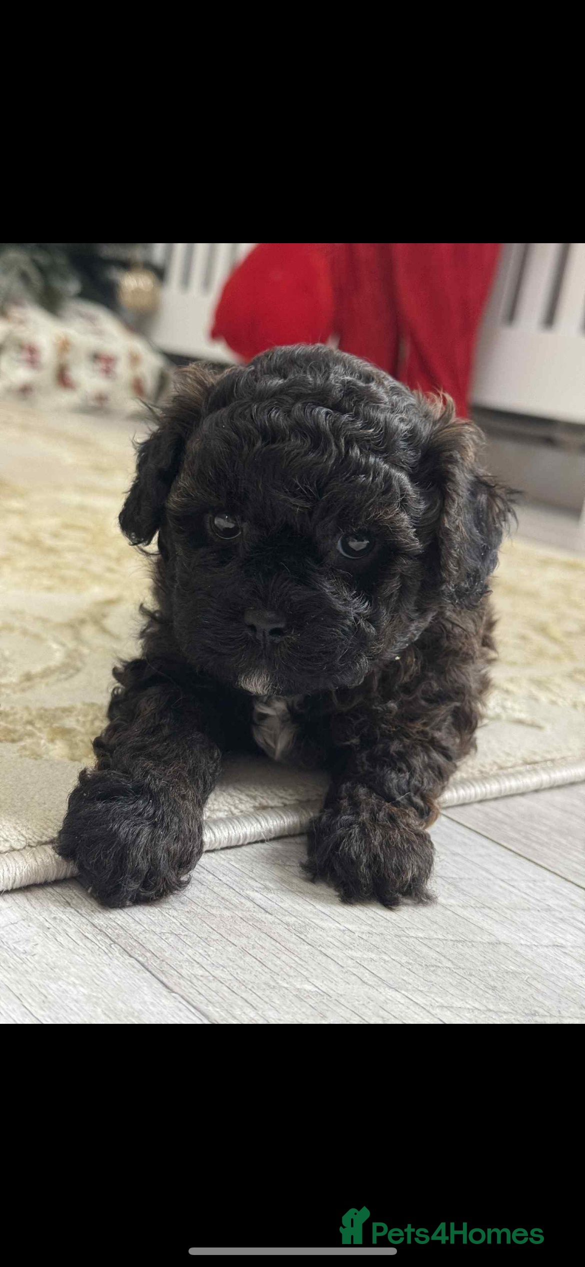 Shihpoo dogs F1b shihpoo - Advert 11