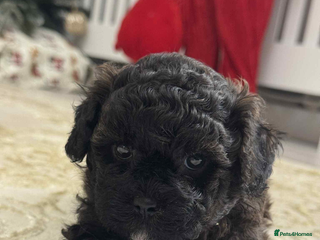 Shihpoo dogs F1b shihpoo - Advert 10