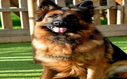 German Shepherd dogs for sale: Retired home needed for a GSD health tested female - Image 7