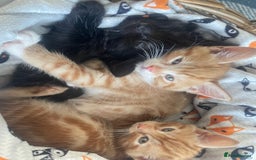 Mixed Breed cats for sale: 🐱 Gorgeous Kittens Looking for a Loving Homes 🏡 - Image 9