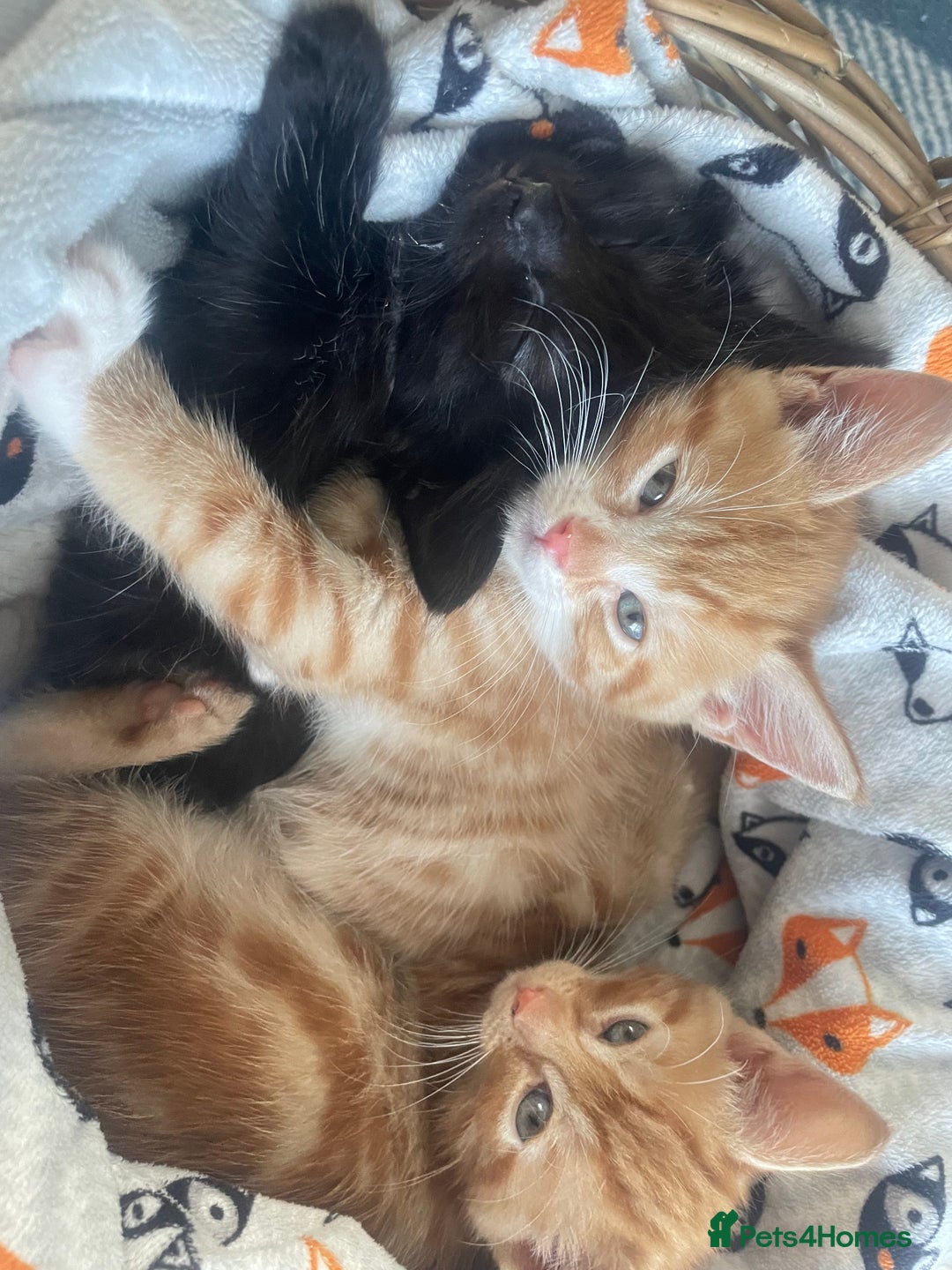Mixed Breed cats for sale: 🐱 Gorgeous Kittens Looking for a Loving Homes 🏡 - Image 9