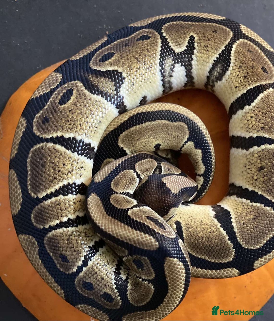 Python Snake reptiles for sale: female royal python plus 4ft vivarium  - Image 3
