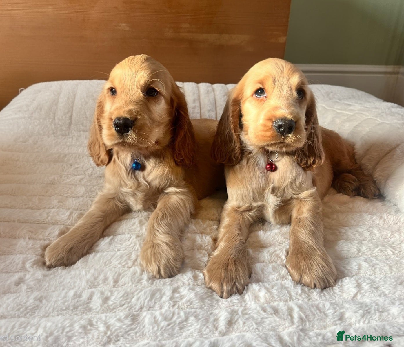 Cocker Spaniel dogs ✨ KC Show-Type Cocker Spaniel Puppies ✨ - Advert 2