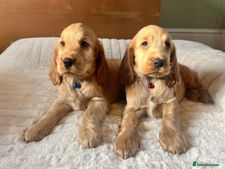 Cocker Spaniel dogs ✨ KC Show-Type Cocker Spaniel Puppies ✨ - Advert 2