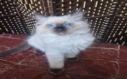 Ragdoll cats for sale: 1 Ragdoll girl left looking for a loving home  - Image 2