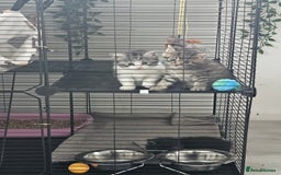 Persian cats for sale: Tabby female with full set up ready to go. - Image 19