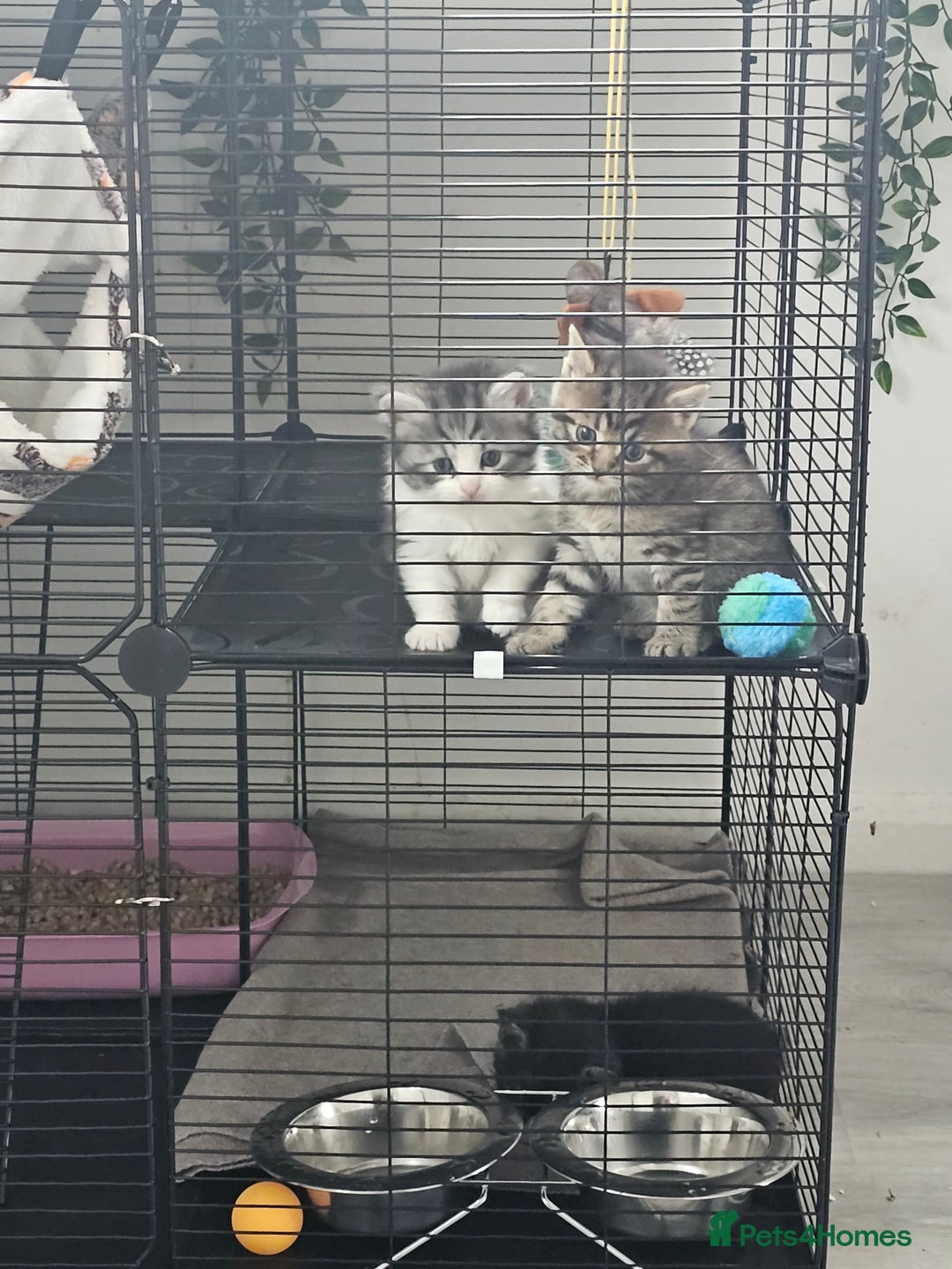 Persian cats for sale: Tabby female with full set up ready to go. - Image 19