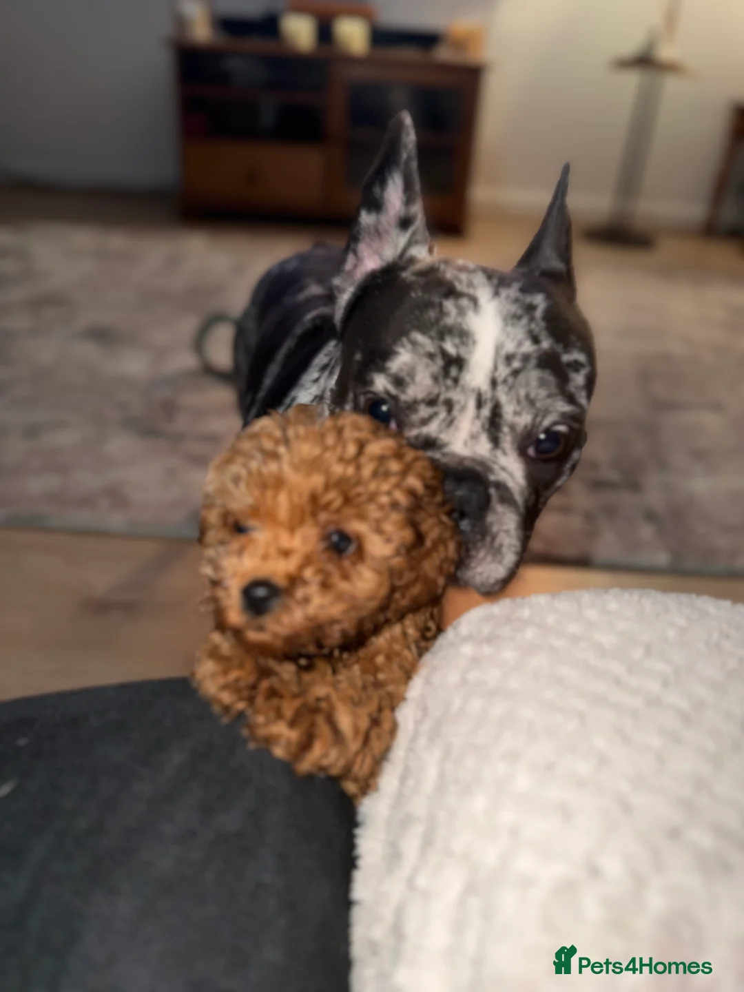 Cockapoo dogs for sale: Cockapoo puppie  - Advert 2